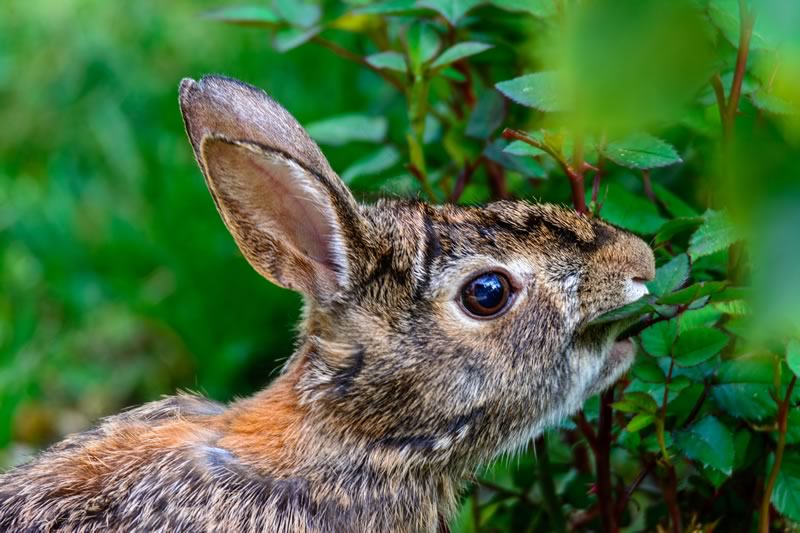 Rabbit eating Rose Bush